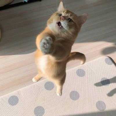 aka Wolverine (mix-blood Brail、Taiwan、Janpan)