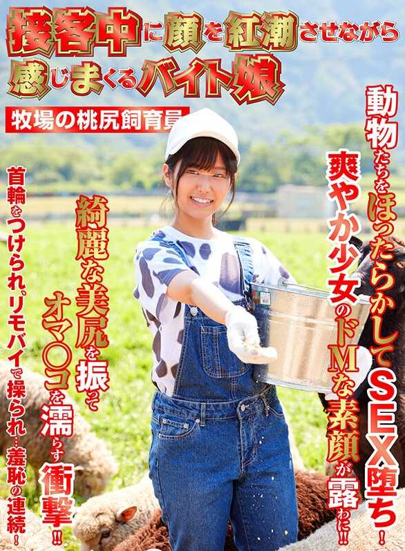 SHH-027 接待中满脸通红地尽情感受的打工女孩 牧场的桃臀饲养员