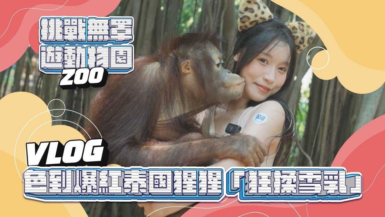 [我是苏畅][2023-07-25] 大解放！ ！ ｜挑战无罩游动物园｜看看有没有人会发现｜结果被红毛猩猩给袭胸了还多抓了几下(羞)